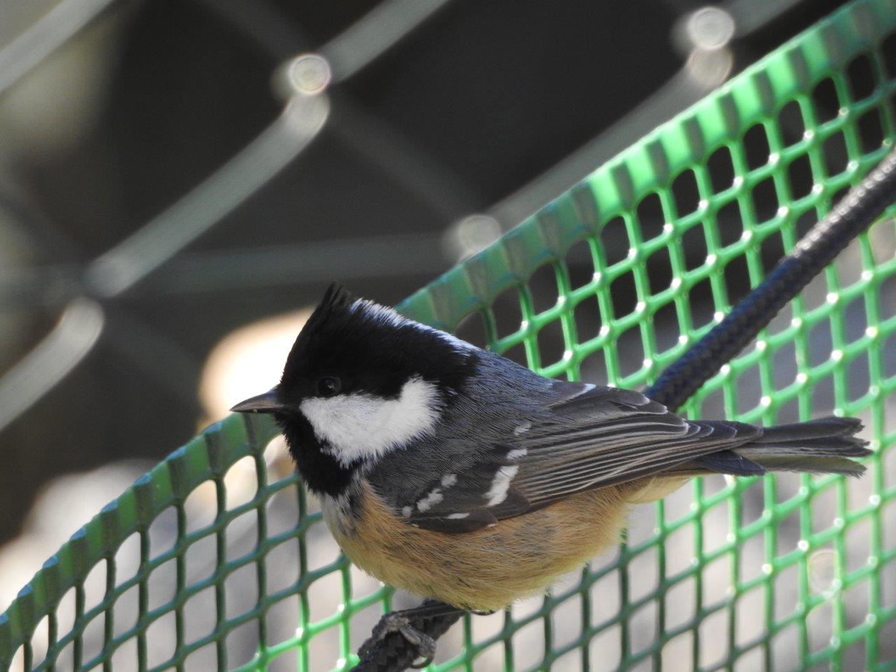 Cincia mora (Periparus ater) e   Cincia bigia (Poecile palustris)